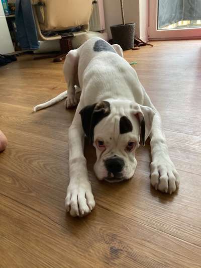 Boxer ???-Beitrag-Bild