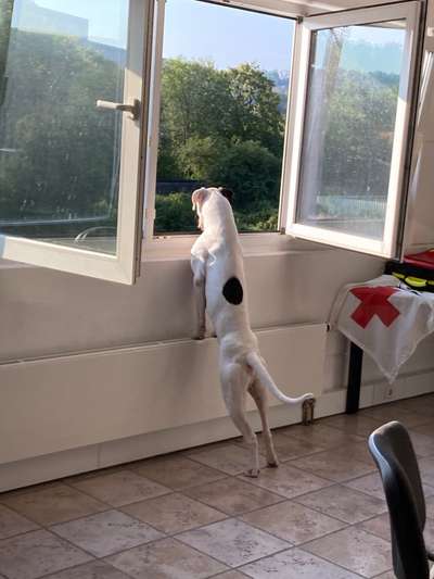 Deutsche Boxer-Beitrag-Bild