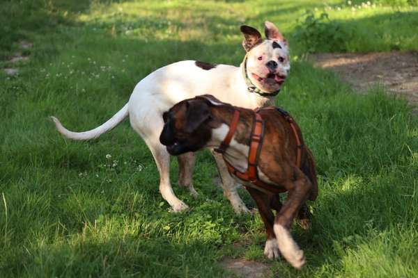 Die Dogorama Wochen Challenge-Beitrag-Bild