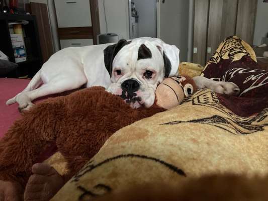 Deutsche Boxer-Beitrag-Bild