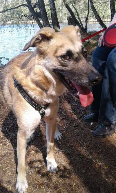 Schäferhund-Beitrag-Bild