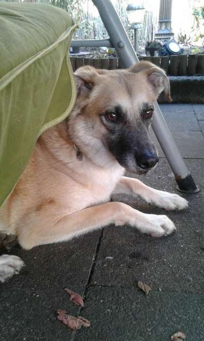 Schäferhund-Beitrag-Bild