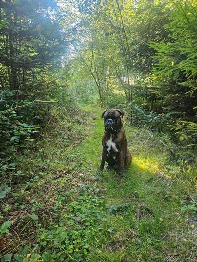 Hundetreffen-Hunde treffen-Bild