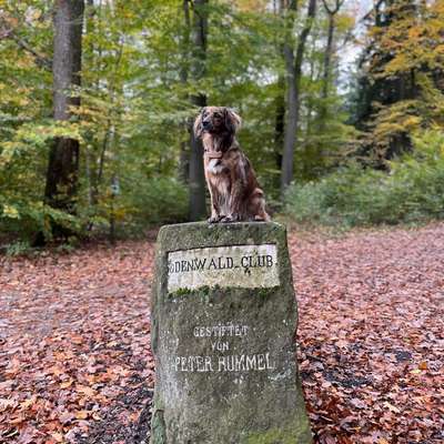 Hundetreffen-Playdate / Gassi gehen-Bild