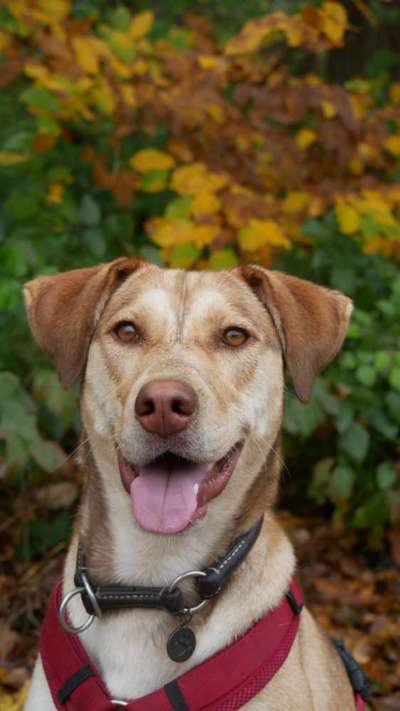 Hundetreffen-Gassitreff in Burlafingen-Bild