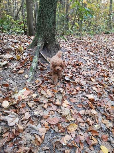 Hundetreffen-Toberunde mit kleinem Hund-Bild