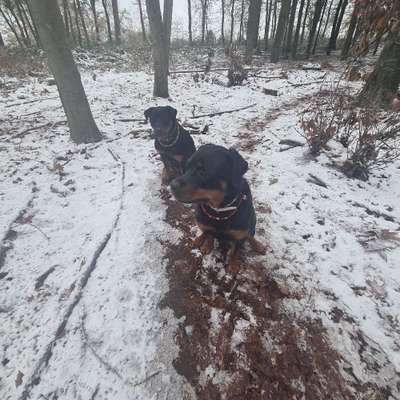 Hundetreffen-Hunde Spaziergang-Bild