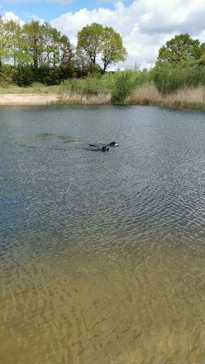 Dogorama-Monats-Challenge-Mai "Wasser"-Beitrag-Bild