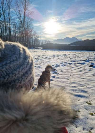 Hunde im Urlaub-Beitrag-Bild