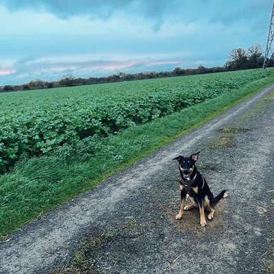 Hundetreffen-Spielkamerad gesucht in Postbauer-Heng-Bild