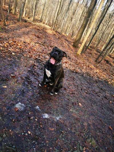 Cane corso-Beitrag-Bild