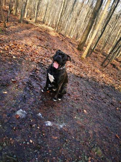 Cane corso-Beitrag-Bild