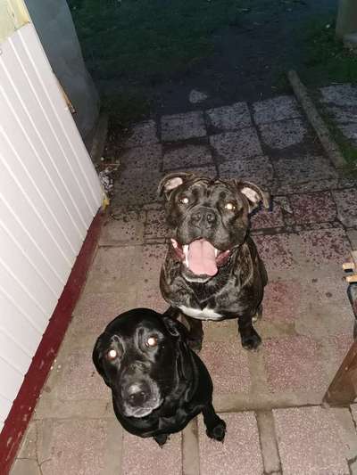 Bester Freund, Hundekumpel - zeigt her!-Beitrag-Bild