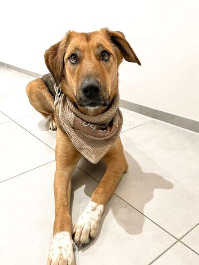 Dogorama Photo Challenge - Hundeblick zum hinschmelzen-Beitrag-Bild