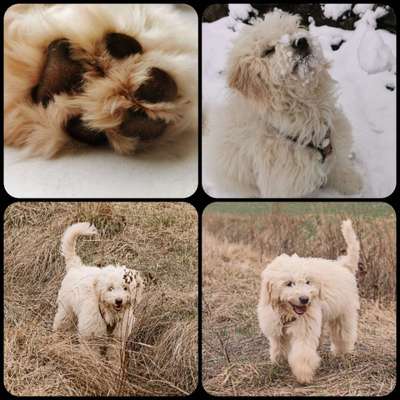 Goldendoodle?-Beitrag-Bild