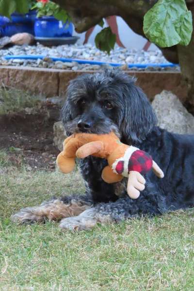 Euer Hund und sein Lieblingskuscheltier-Beitrag-Bild