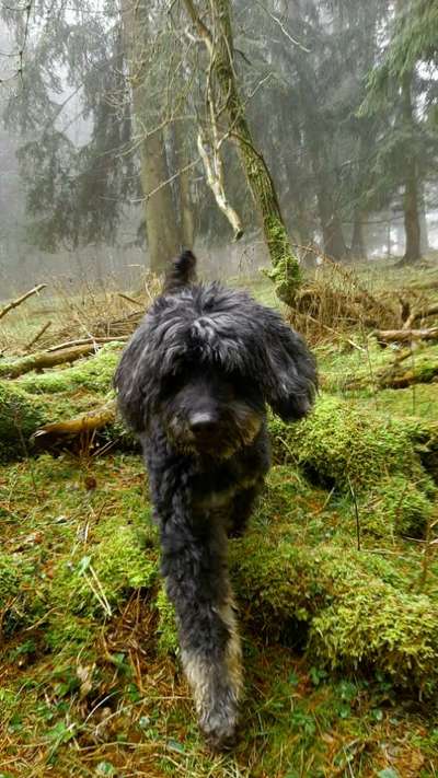 Wald Bild-Beitrag-Bild