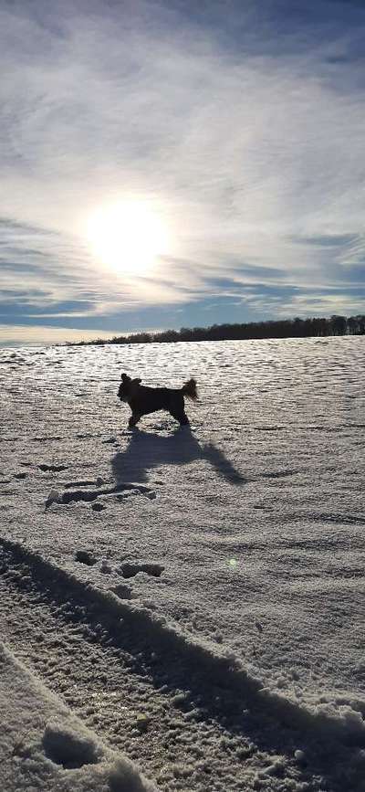 Fotosammlung: ,,Der natürliche Hund" Unbearbeitet, ungestellt und in Natura-Beitrag-Bild