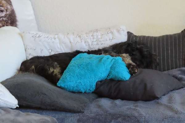 Dogorama Photo Challenge - Tarnung ist alles-Beitrag-Bild