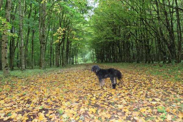 Herbst Bilder-Beitrag-Bild