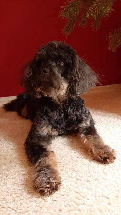 Die Dogorama Kalender Challenge Titelbild-Beitrag-Bild