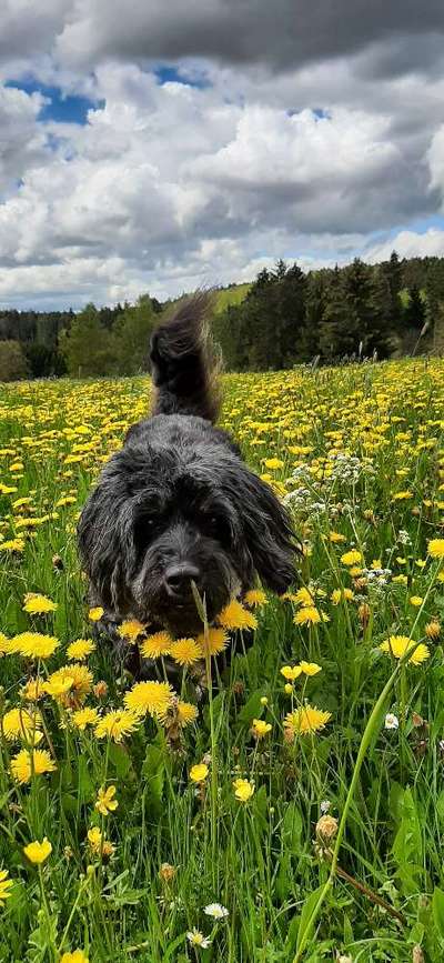 5. Hund im hohen Gras-Beitrag-Bild