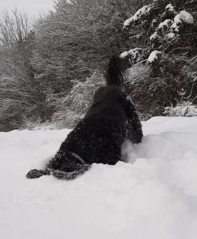 Dogorama Photo Challenge - Buddeln-Beitrag-Bild