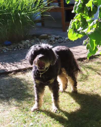 Dogorama Photo Challenge - Mäulchen auf-Beitrag-Bild