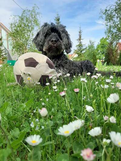 Dogorama Photo Challenge - Der Frühling kommt-Beitrag-Bild