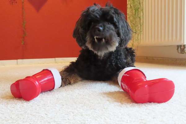 Dogorama Photo Challenge - Nikolaus-Beitrag-Bild