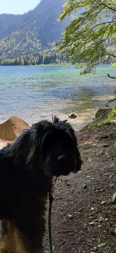 Dogorama Photo Challenge - Tierischer Urlaub-Beitrag-Bild