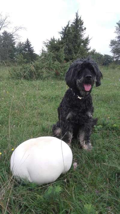 Dogorama Photo Challenge - Pilze-Beitrag-Bild