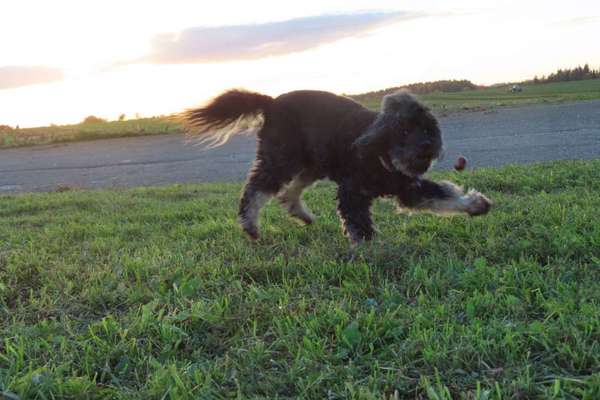 Dogorama Photo Challenge - Spielgesicht-Beitrag-Bild