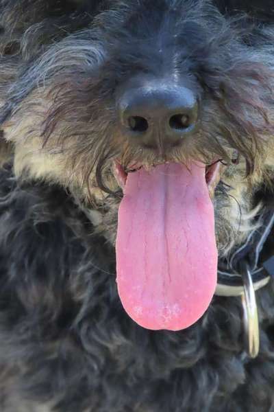Tongue Out Tuesday-Beitrag-Bild