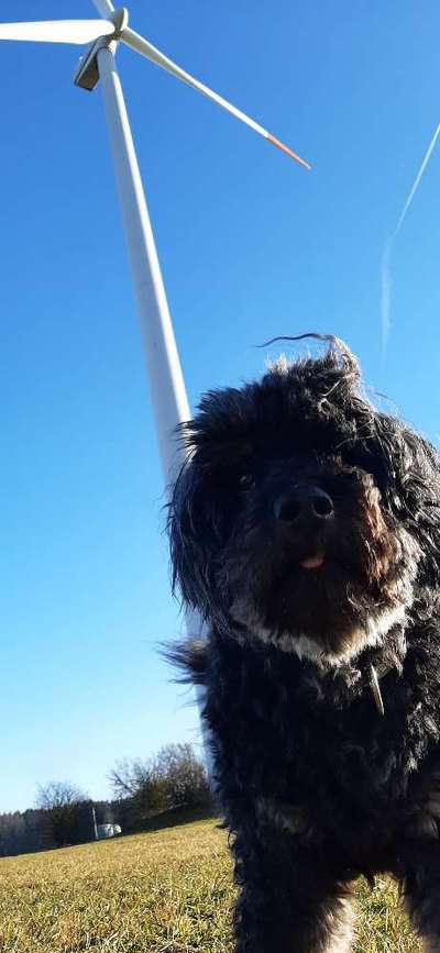 Handy Fotochallenge Nr. 52: Dein Hund mit blauem Himmel-Beitrag-Bild