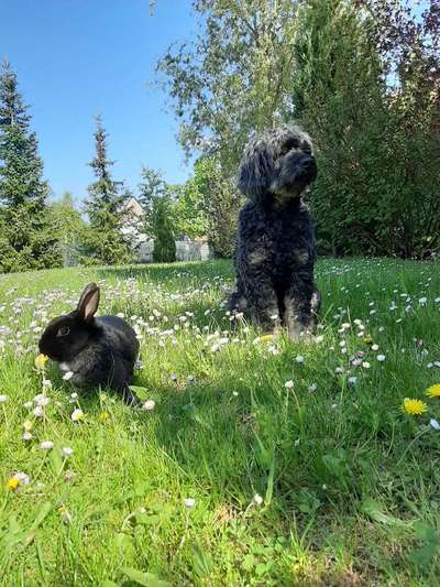 Fotochallenge Nr. 51 "Euer Hund mit anderen Tieren"-Beitrag-Bild