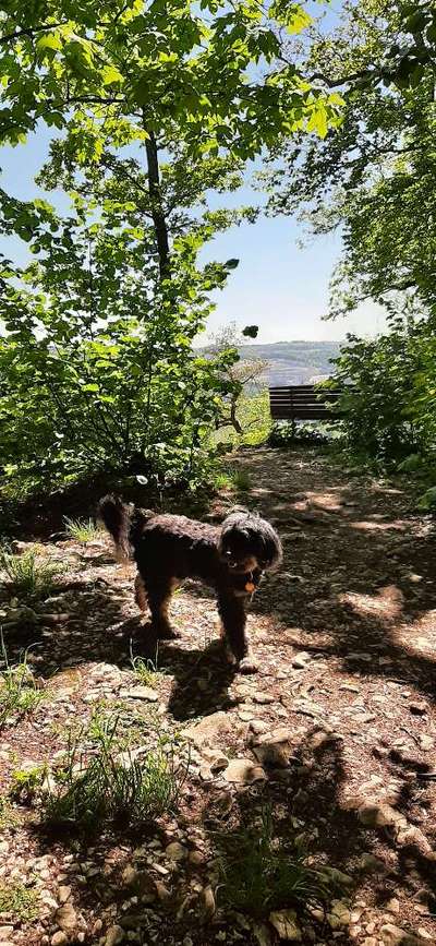 Dogorama Photo Challenge - schönster Gassiausblick-Beitrag-Bild