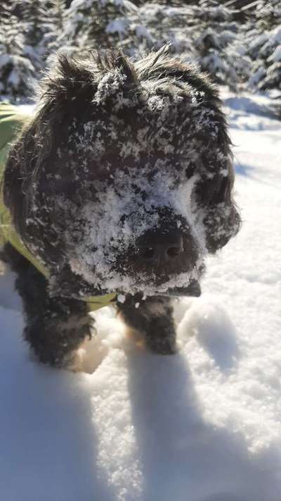 Schnee Foto-Beitrag-Bild