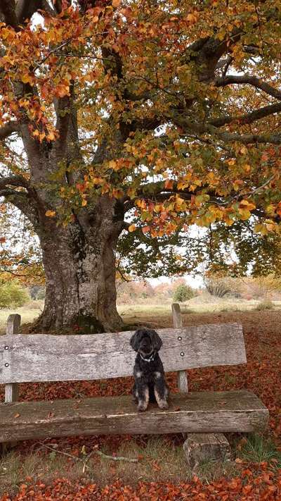 Dogorama Photo Challenge - Gassipause-Beitrag-Bild