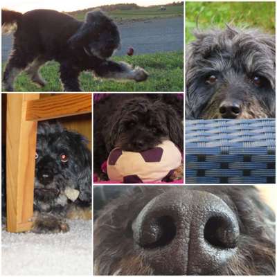 Fotocollage-Beitrag-Bild