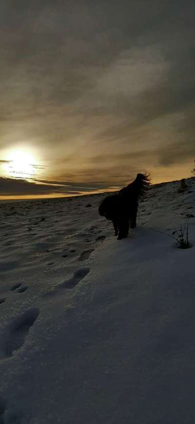 Dogorama Foto Challenge - Dämmerung-Beitrag-Bild