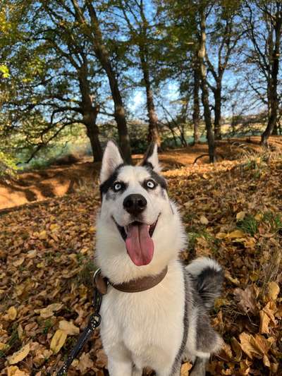 Hundetreffen-Gemeinsames Gassi gehen-Bild