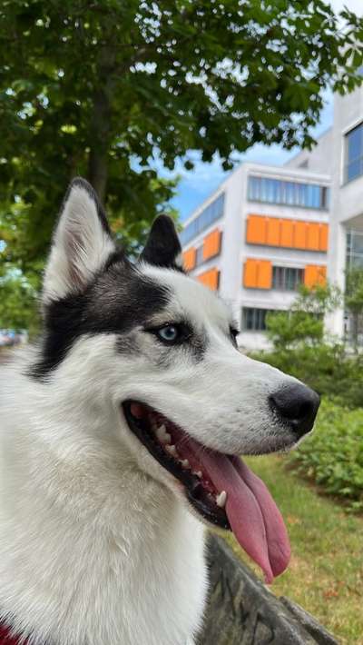 Husky-Beitrag-Bild