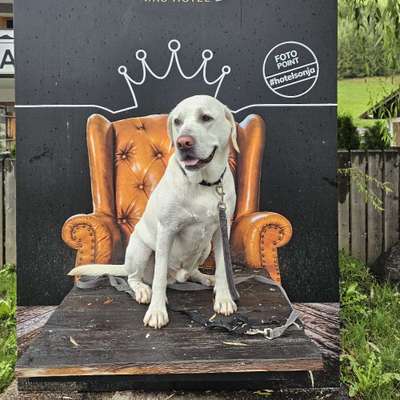 Hundetreffen-Treffen kreis rosenheim-Bild