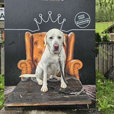 Hundetreffen-Treffen kreis rosenheim-Profilbild