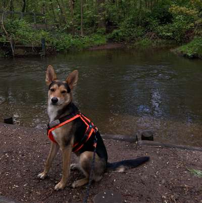 Hundetreffen-Social Walk/ Spielbuddy-Bild