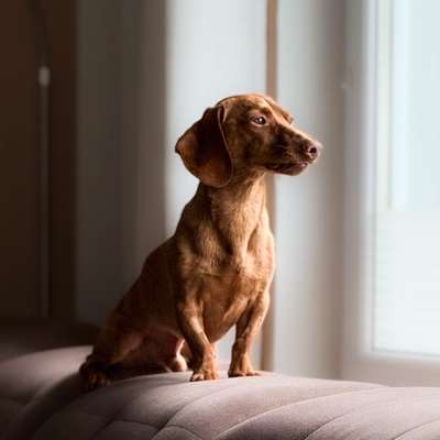 Hundetreffen-Fotowalk📸-Bild