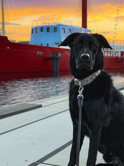 Hundetreffen-„Social Walk“ - Gassi mit mehreren Hunden-Bild