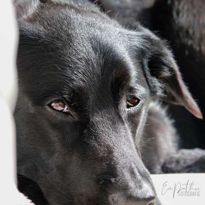 Hundetreffen-Kostenloses Fotoshooting📸-Bild