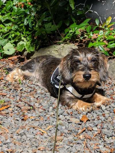 Welpen Bilder !-Beitrag-Bild